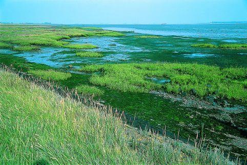 H1320 SCHORREN MET SLIJKGRASVEGETATIES (SPARTINION MARITIMAE) Verkorte naam: Slijkgrasvelden Code Omschrijving Natura 2000 Doel Opp. Doel Kwal. H1320 Slijkgrasvelden W = = Legenda: zie Tabel 2.