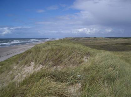 H2120 WANDELENDE DUINEN OP DE STRANDWAL MET AMMOPHILA ARENARIA (WITTE DUINEN) Verkorte naam: Witte duinen Code Omschrijving Natura 2000 Doel Opp. Doel Kwal.