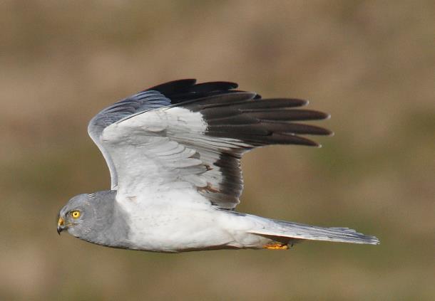 A082 Blauwe kiekendief Leefgebied: De nestplaats van de blauwe kiekendief ligt doorgaans in vochtige duinvalleien of in verruigde rietmoerassen met gevarieerde vegetatiestructuur en enige opslag van