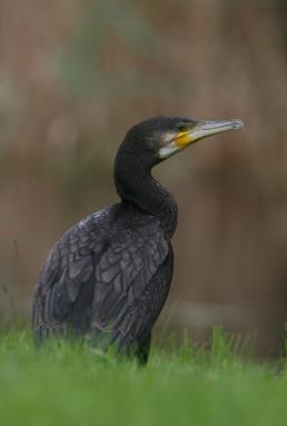 Bijlage 5 - Voorkomen aangewezen VR-niet-broedvogels op Ameland Het voorkomen van de VR-niet-broedvogelsoorten en hun doelstellingen op Ameland zal hieronder besproken worden.