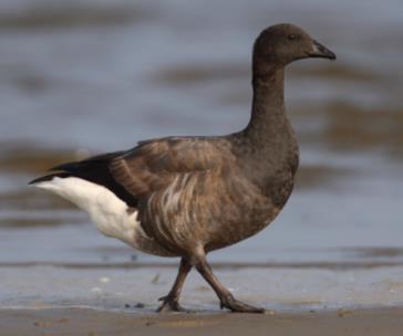 A046 Rotgans Leefgebied: De rotgans is een typische kustvogel, vooral voorkomend in getijdengebieden en estuaria. De soort is goed aangepast aan foerageren in zoute en brakke wateren.