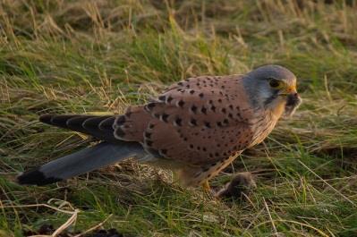 Natuurlijke vijanden Roofvogels en roofdieren In weilanden kun je ook roofvogels tegenkomen. Er zijn veel verschillende roofvogels.