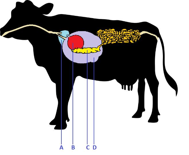 De koe Anatomie De hoofdzaak voor een melkveehouder is natuurlijk de koe: zonder de koe, geen melk en zonder melk geen inkomsten.