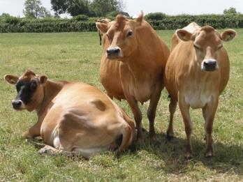 2%eiwit) ±6000 kg melk per jaar (4,4%vet&3,6% eiwit) Jersey Ook de levensduur van een koe verschilt