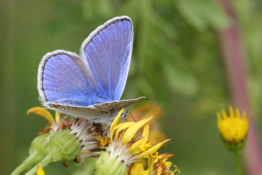 twee blauwtjes Icarusblauwtje