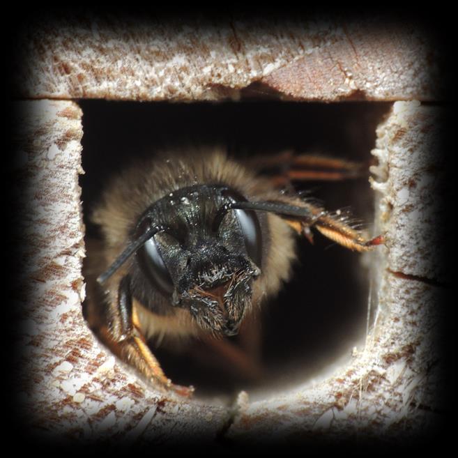 Monitoring Inzicht krijgen Hoe kan het gedaan worden: Bijen of vegetatie Wie kunnen hier iets in betekenen: Professionele