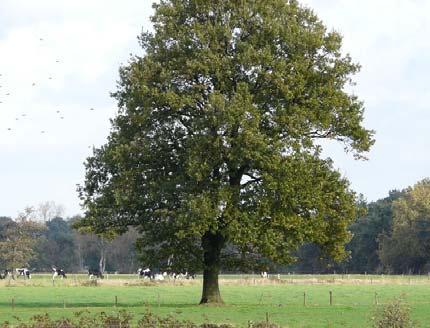 Landschapspakket L8A:Landschapsboom als solitair Wat is een solitair?