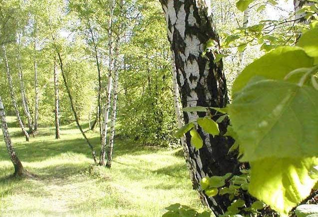 Salix fragilis