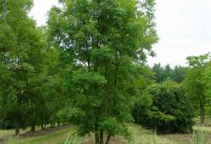 Omdat de aantallen bomen niet goed op kaart weergegeven kunnen worden, worden hier de aantallen per soort aangegeven.