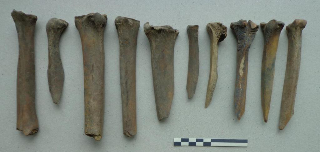 23 werden herkend dan van metacarpi (n = 18). Een aantal andere skeletelementen (lange beenderen) van rund vertonen gelijkaardige breuken: 3 tibiae en 4 radii.