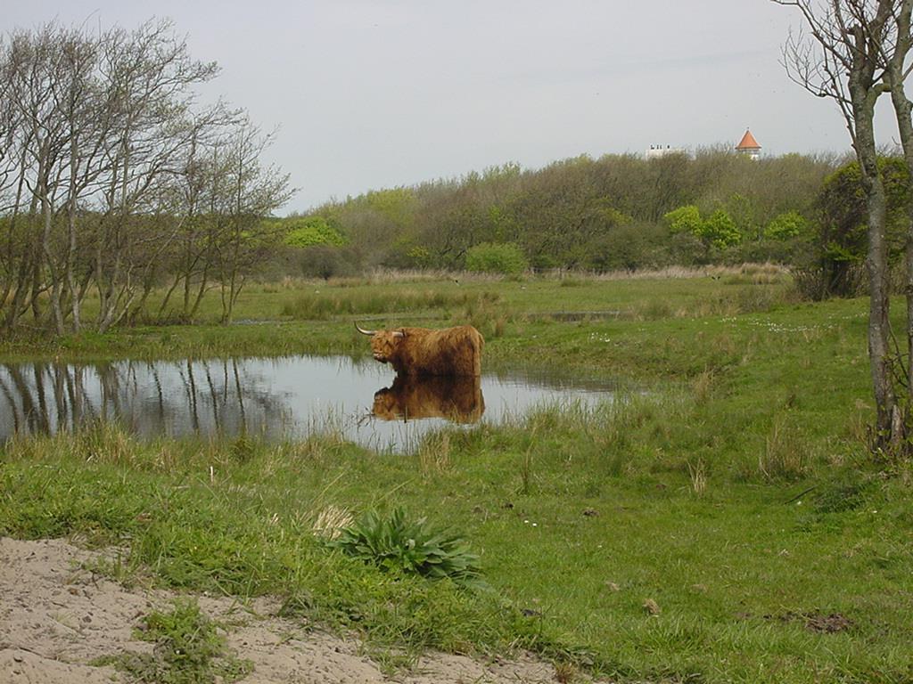 treedt vaak op in smalle overgangen van droge graslanden naar natte duinvalleivegetaties (H2190) of vochtige tot natte heischrale graslanden (H6230).