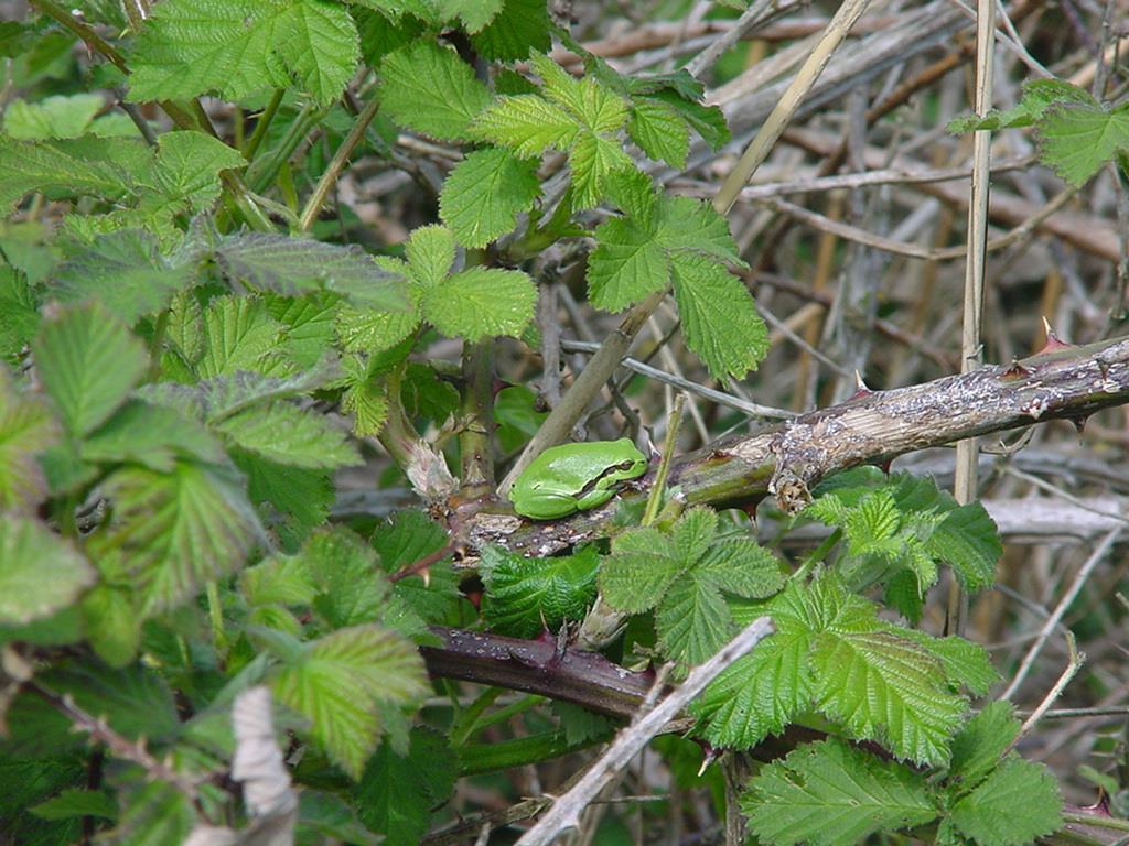 5. Beoordeling relevantie en situatie flora/fauna 5.