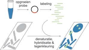 opgroeien probe labeling denaturatie, hybridisatie en tegenkleuring Figuur 1. Het principe van fluorescentie-in-sityhybridisatie. Genomische kloons worden geïsoleerd uit een getransfecteerde E.