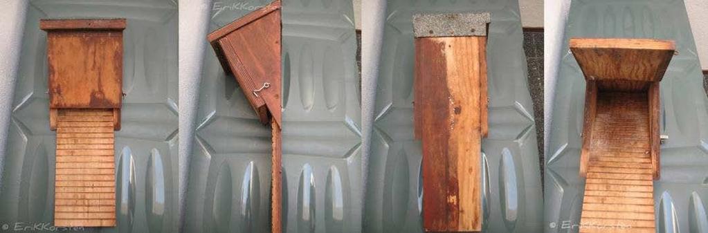 Bloemhof, Ridder of Bekker) of cilindervormige houtbetonnen vleermuiskasten (bijvoorbeeld Schwegler). De toegang moet 2 tot 2.3 centimeter zijn.