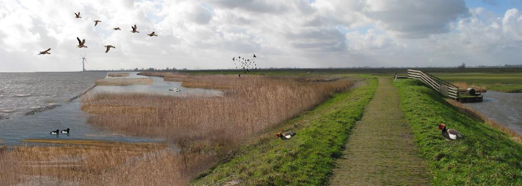 Strategie 4. Focus naar buiten - vooroeverontwikkeling In deze strategie wordt de huidige dijk naar buiten toe versterkt. Het binnentalud wordt ten behoeve van de stabiliteit verflauwd (1:3).