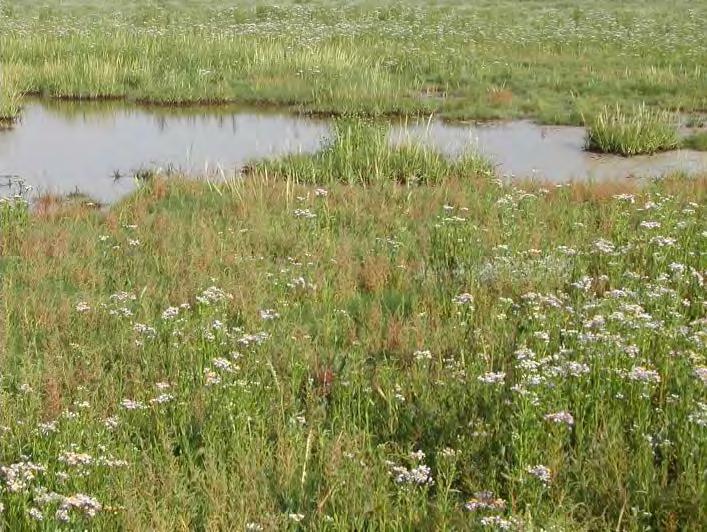 H1330A Schorren en zilte graslanden (buitendijks) Atlantische schorren (Glauco-Puccinellietalia maritimae) (H1330) Het habitattype is beschreven in het profieldocument H1330 versie 1 sept 2008, met