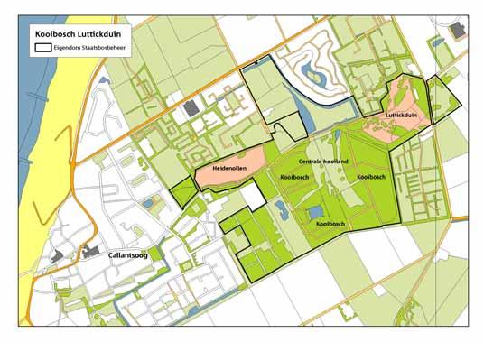 De mossen van het bos en schraalgrasland van het Kooibosch-Luttickduin Hans Wondergem Introductie In de kop van Noord-Holland ligt het gebied Kooibosch-Luttickduin (circa 55 ha; fig. 1).