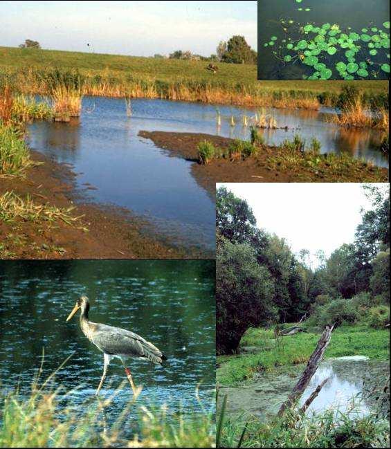 STOWA 2013-14 REFERENTIES EN MAATLATTEN VOOR OVERIGE WATEREN (GEEN RW-WATERLICHAMEN) M5 ONDIEP LIJNVORMIG WATER, OPEN VERBINDING MET RIVIER GEÏNUNDEERD DE MET DE RIVIER IN VERBINDING STAANDE,