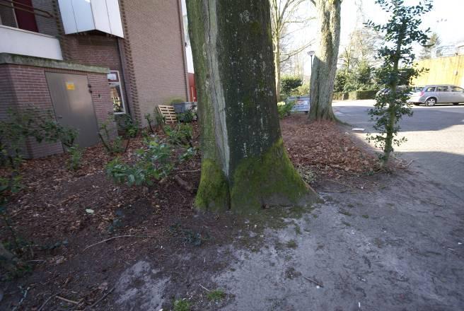 2.3 Boom 3 Fagus sylvatica (Gewone beuk) Klasse 3: matig De conditie en/of levensverwachting van de boom is duidelijk verminderd; de mechanische en/of fysiologische toestand van de boom is echter