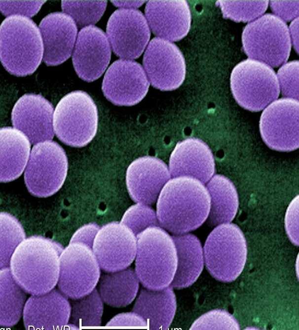 Staphylococcus aureus dragerschap m.n.