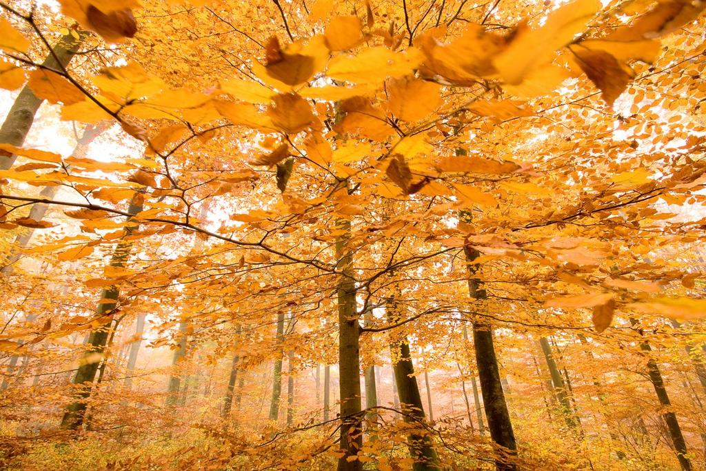 Fotografie van de herfst, presentatie David Brand 18 oktober Leave with a bang Mijn favoriete fotoseizoen is, denk ik, de herfst.