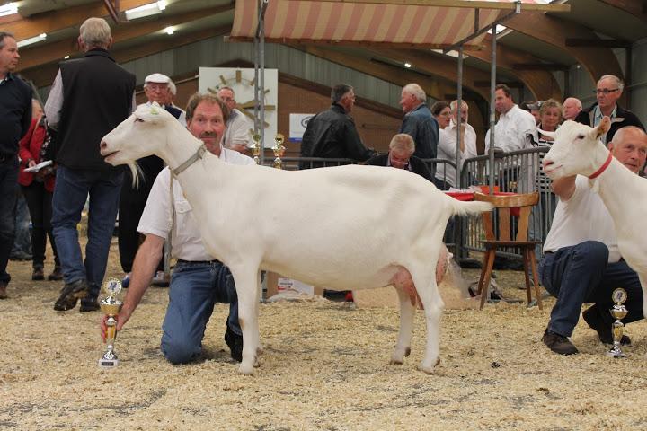 Reservekampioen Geiten Toggenburger Sweelhoeve