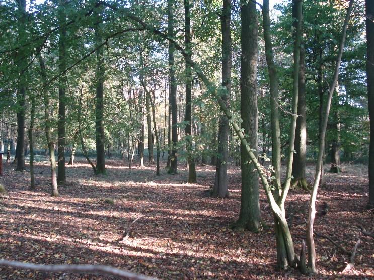 Beste ouders, De eerste nieuwsbrief van Bso Natuurlijk!