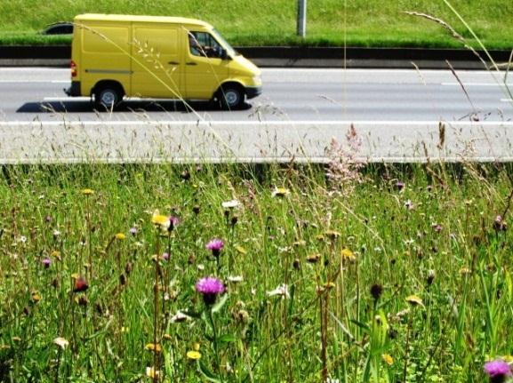 houtkanten hagen en heggen struweel bloemrijke bermen