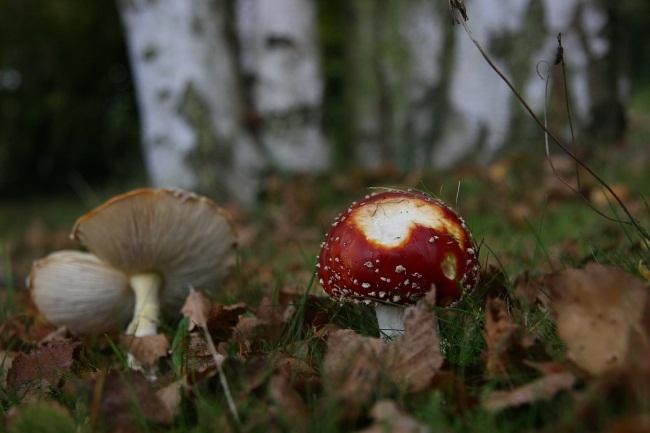 30 leerlingen of bos naar keuze aanbod van: Tijdens de wandeling komen we heel wat te weten over deze geheimzinnige verschijningen in