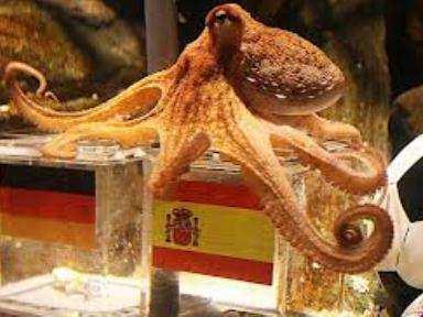 een octopus).