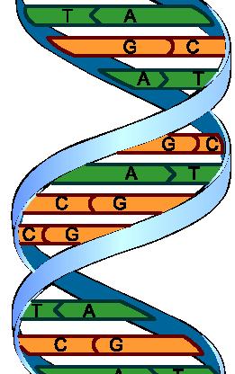 De zaak DNA: kernactiviteit 1. Waar vind je DNA? 2.