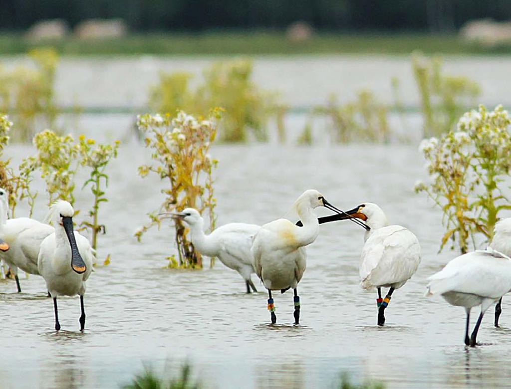 Rijk vogelgebied Het Markiezaatsmeer staat vooral bekend als zeer rijk vogelgebied met een grote diversiteit aan broedvogels.