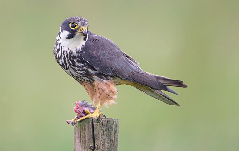 belevingswaarde. De hoge masten en draden zullen het zeer waardevolle en nog ongerepte landschapsbeeld voorgoed aantasten.