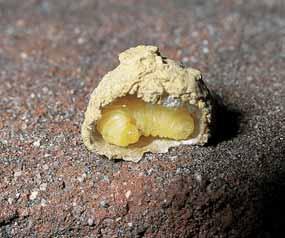 HOOFDSTUK DE SOORTEN Figuur 0 Larve van de urntjeswesp Eumenes papillarius in het nest. Figuur Pop van de urntjeswesp Eumenes papillarius in het nest.