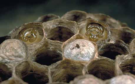 DE WESPEN EN MIEREN VAN NEDERLAND Figuur Larven van de Franse veldwesp Polistes dominulus in het nest. Op de voorgrond zijn enkele dichtgesponnen nestcellen te zien, waarin zich poppen bevinden.