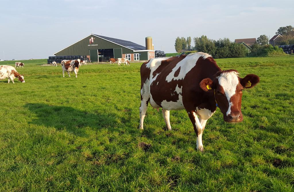 De oppervlakte grasland dat de veehouderij in de regio in gebruik heeft, is in de periode tussen 1990 en 014 echter nauwelijks afgenomen.