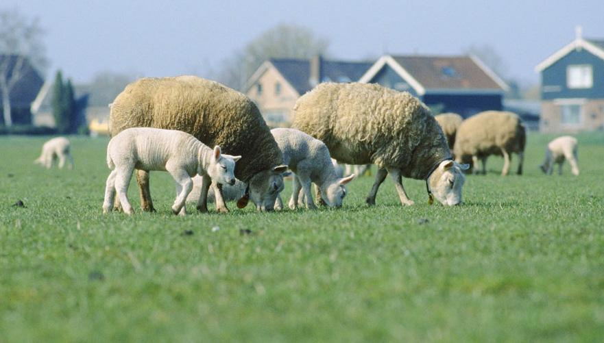 Ook kan gedacht worden aan volledige of gedeeltelijke verplaatsing van bedrijven. De hoge grondddruk en prijs zijn hierbij een punt van aandacht.