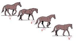 Daarnaast bestaan er nog twee gangen: de telgang en de tölt. Niet alle paarden kunnen deze twee gangen uitvoeren waardoor ze minder gekend zijn.