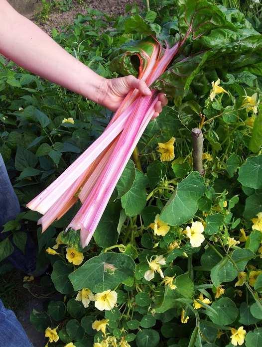 Swiss chard? In het Engelstalige gebied is Swiss chard een gangbare benaming. Snijbiet komt niet uit Zwitserland.