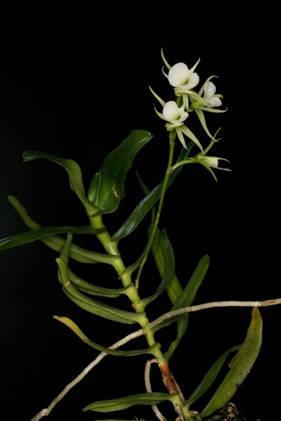 Dit geslacht telt slechts 2 soorten: Oeoniella polystacys en Oeoniella aphrodite (deze heeft kleinere bloemen en een kleiner verspreidingsgebied).