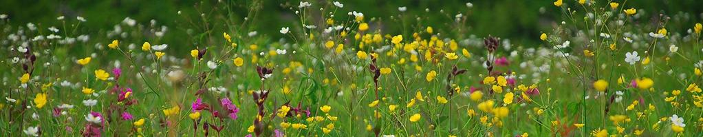 Pakket 5 Kruidenrijk grasland Kruidenrijk grasland is van groot belang voor de biodiversiteit.