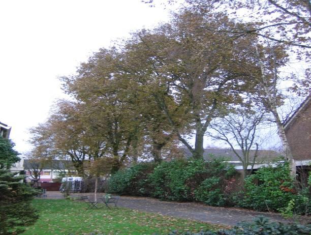 Bosmansweg 96 Eiken, kastanje (1) Quercus robur, Aesculus hippocastanum Criteria: Basis 1,2 Specifiek: A,B Plantjaar 1960 100 96 2431
