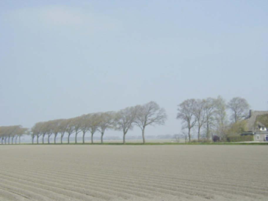 Een zeer Hollands beeld: Iepen als laanbeplanting in het