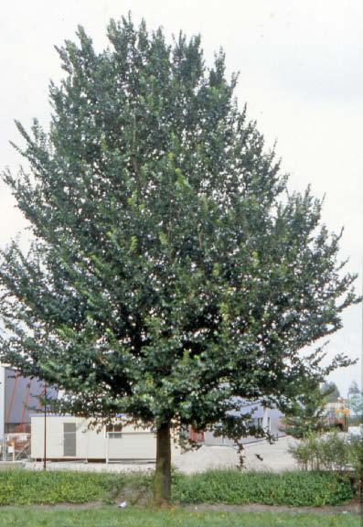 Ulmus Plantijn (Foto: R.