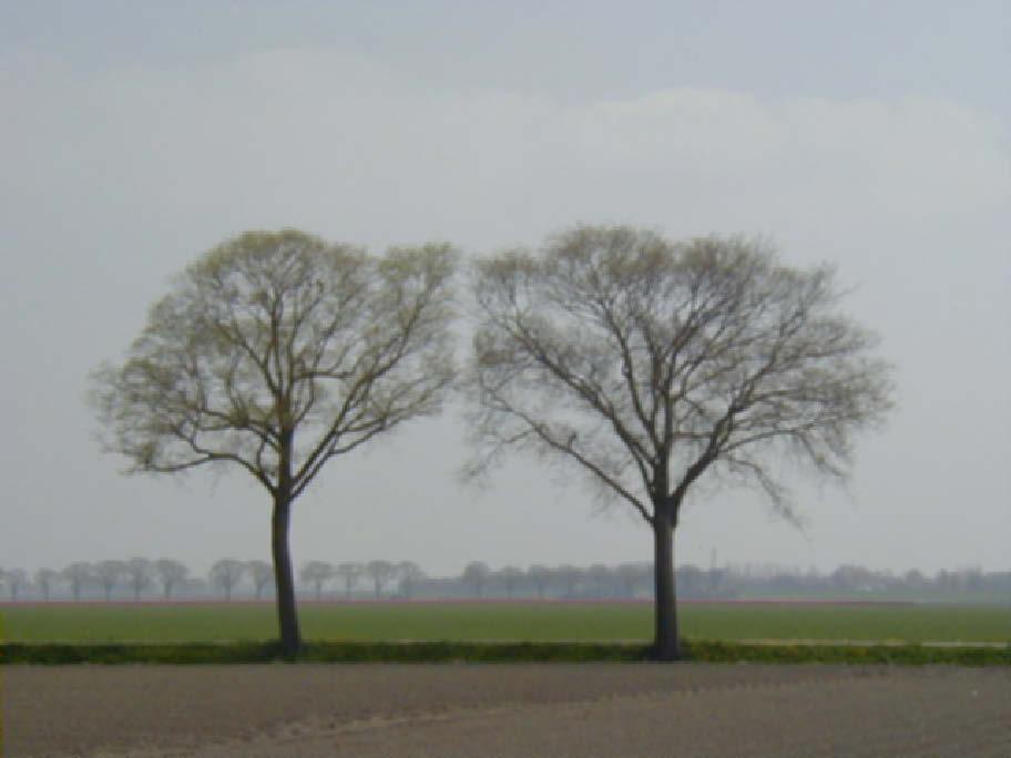 De iep kan als laan en straatboom in West en NoordNederland niet gemist worden.