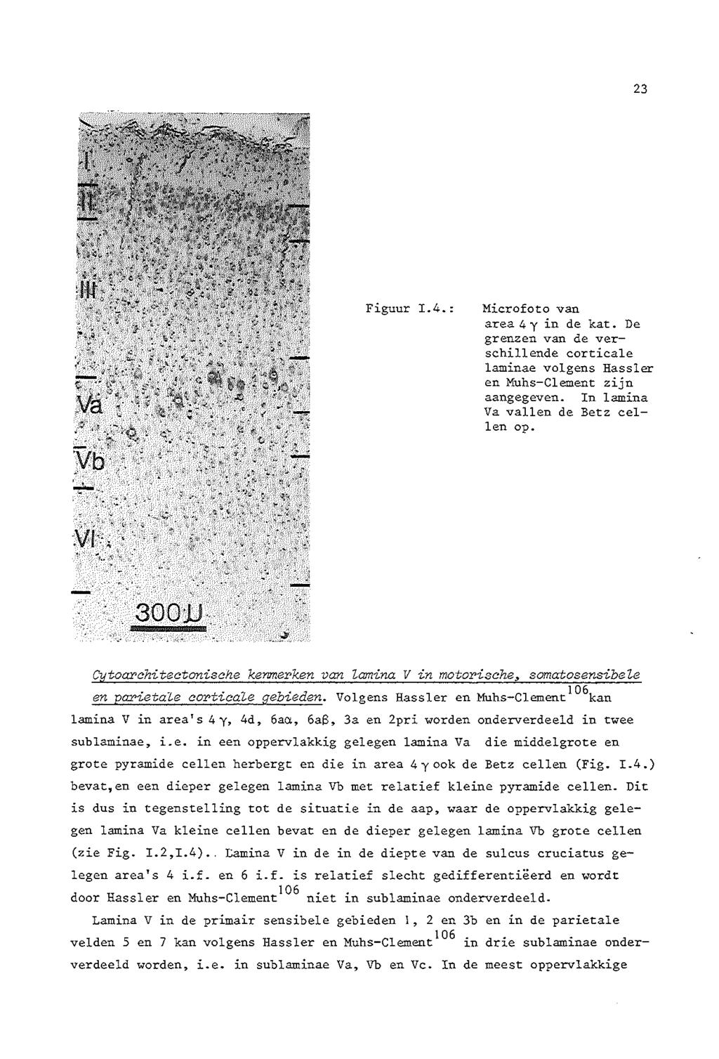 23 Figuur 1.4.: Microfoto van area 4 yin de kat. De grenzen van de verschillende corticale laminae volgens Hassler en Muhs-Clement zijn aangegeven. In lamina Va vallen de Betz eellen op.