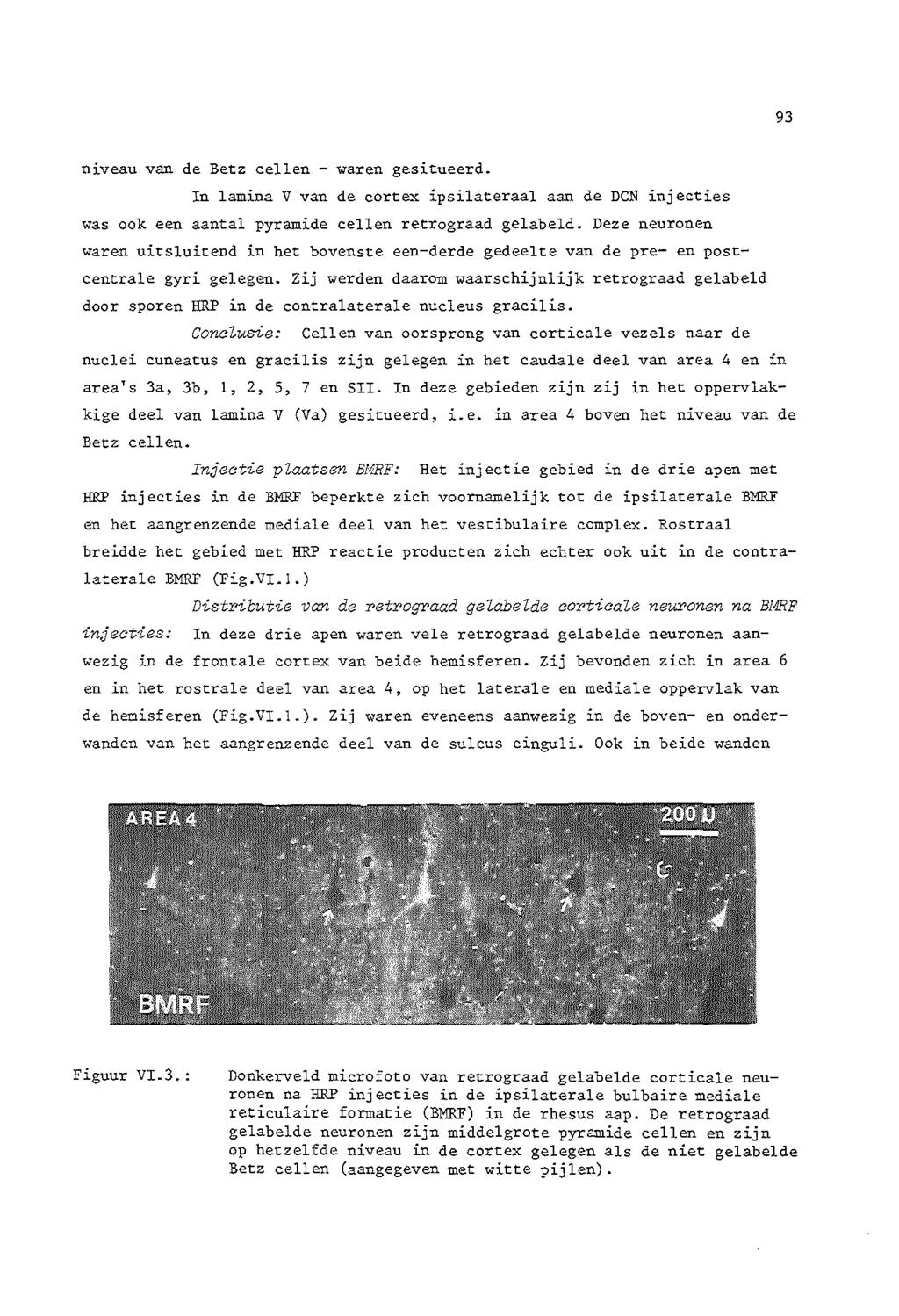 93 niveau van de Betz cellen - waren gesitueerd. In lamina V van de cort~x ipsilateraal aan de DCN injecties was oak een aantal pyramide cellen retrograad gelabeld.