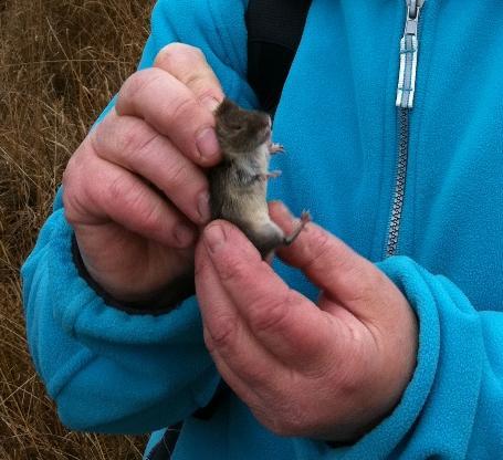 Daarna met andere hand tussen duim en wijsvinger ruim in zijn nekvel beetpakken en uithalen. Als de muis zeer beweeglijk is even op je jas of broek zetten.