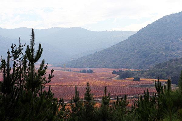 Torres heeft de volgende wijngaarden: Maquehua, 95 ha, Curricó; San Francisco North, 50 ha, Molina, Curricó;