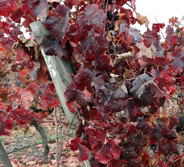 carmenère heeft rode bladeren Carmenère Torres heeft de laatste 7 jaar de wijngaarden met carmenère uitgebreid van 50 naar 100 ha.